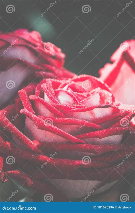 Big Red Rose Macro Stock Photo Image Of Plant Love 181675296