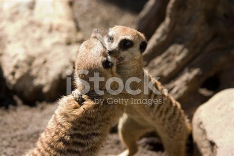 Meerkat Fight Stock Photo Royalty Free Freeimages