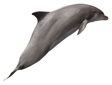 Dolphin Png Transparent Image Pngpix