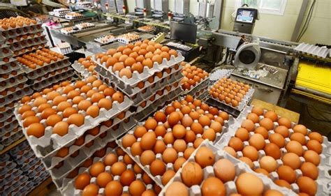 60개 친환경 농가서 살충제 계란 무더기 검출일반농가 포함 64곳