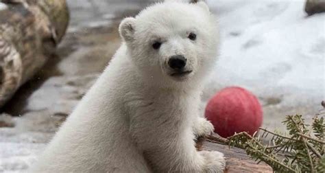 Polar Bear Cub Juno Makes Her First Public Appearance At Toronto Zoo