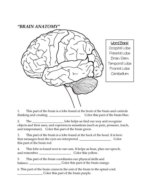 Brain Parts Fill In The Blank And Color Brain Anatomy Nervous System