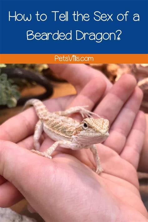 Male Vs Female Bearded Dragon 8 Ways How To Tell The Gender