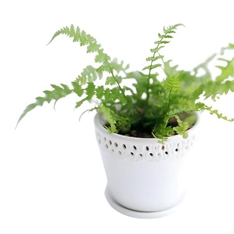 Premium Ai Image Plant In White Pot Isolated On White Background