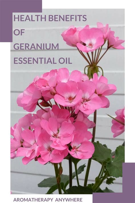 What Are The Health Benefits Of Geranium Essential Oil Geranium