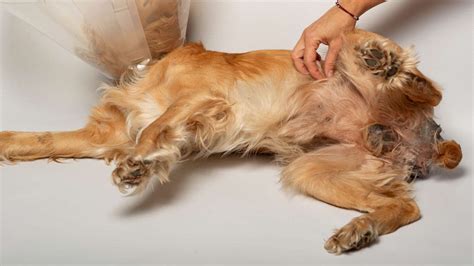 Hernia Inguinal Perros Causas Síntomas Y Tratamiento