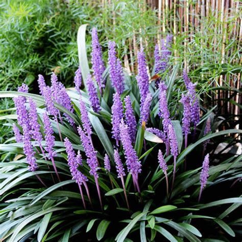 Growing And Care Tips For Liriope Muscari Evergreen Giant Plant
