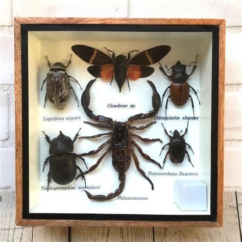 Insect Display Box Frame Display Case Bug Insect 4 Etsy
