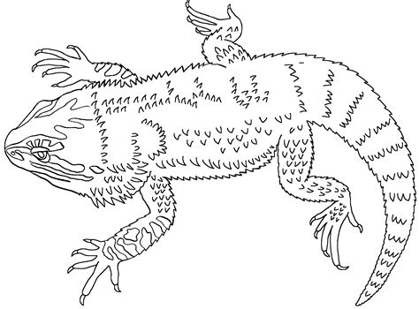 Bearded Dragon Coloring Pages - Best Coloring Pages For Kids