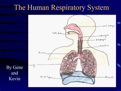 PowerPoint Presentation The Human Respiratory System