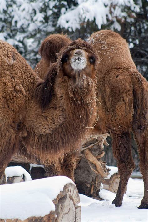 They are migratory, and their habitat ranges from rocky mountain massifs to flat arid desert, stony plains, and sand dunes. Bactrian Camel - Denver Zoo