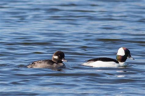 A Pair Of Bufflehead Ducks Swim Across Horicon Marsh Focal Point