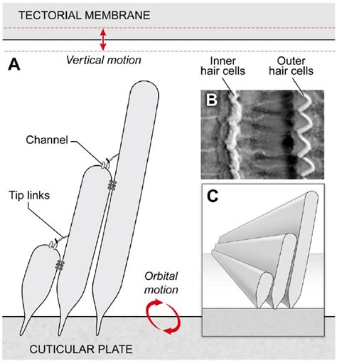 Model Inner Hair Cell Bundle The Orbital Motion Of The Lower Boundary