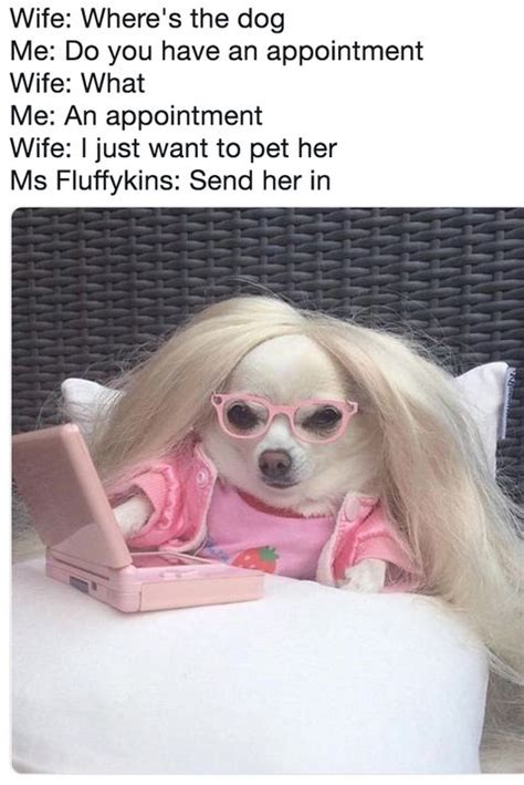 These Hilarious Dog Memes Will Make Your Day A Lot