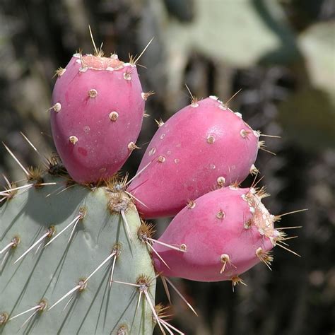 Prickly Pear Opuntia Ssp Mixed Edible Fruit Succulent Cactus Fru