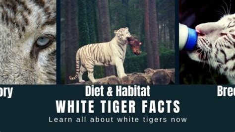 What Do White Tigers Eat White Tiger Diet White Tiger Food