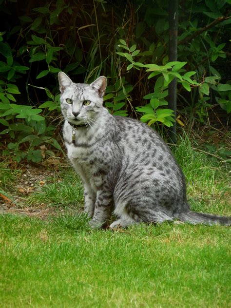 He has been clocked at 30 miles per hour and is possessed of what seem to be springs for legs, which catapult him to high places. Ultimate Cat: The Characteristics of the Egyptian Mau