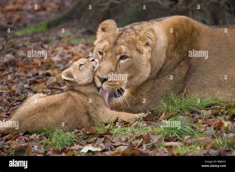 Mother Lion Cleaning Cub Hi Res Stock Photography And Images Alamy