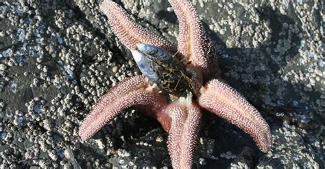 What Do Starfish Eat Aquariumia