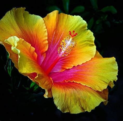Hardy Giant Hibiscus Flowers Seeds Color Pinkyellow Qty 20 Etsy