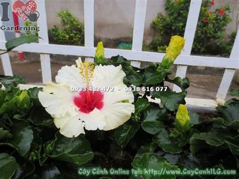 Cây Hoa Bông Bụp Thái Màu Trắng Cao 20cm Ms 16927 Vườn ươm Cây