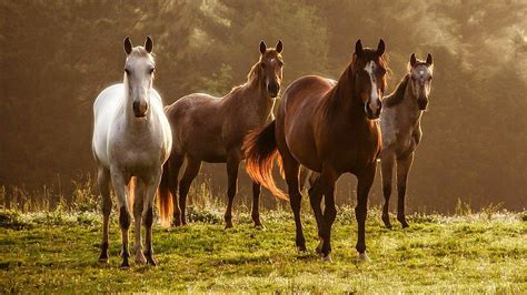 33 Best Ideas For Coloring Free Horse Pictures
