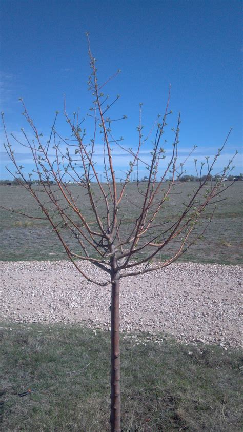 Pruning Apple Trees In Spring Local Llano