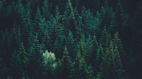 Dark Green Forest Wallpapers Top Free Dark Green Forest Backgrounds