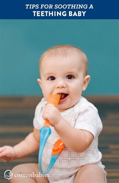 Tips For Soothing A Teething Baby Cotton Babies Blog Baby Teeth