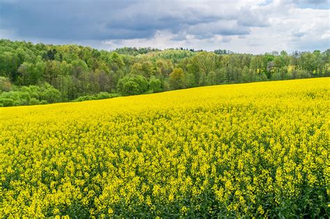 Yellow Field On Behance