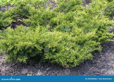 Green Branches Growing Juniper Horizontal Stock Photo Image Of