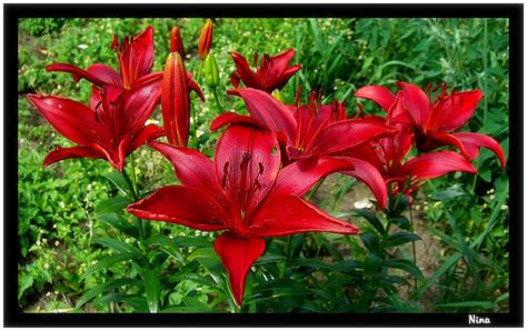 Red Lily Flowers Plant And Nature Photos 15june