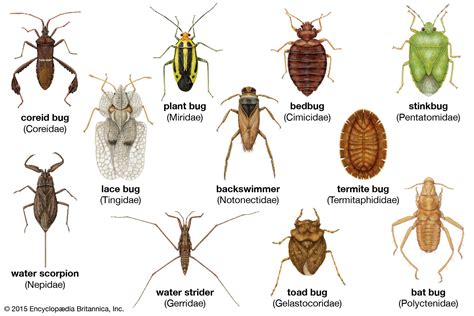 Plant Bug Types Habits And Control Britannica