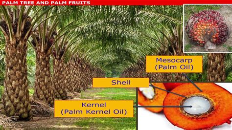 There are an estimated 8,500 species of vascular plants in peninsular malaysia, with another 15. Malaysian Palm Oil International Chef Conference 2016: Oil ...