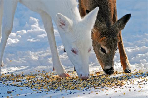 New York State Dec On The Negative Consequences Of Feeding Deer In Winter