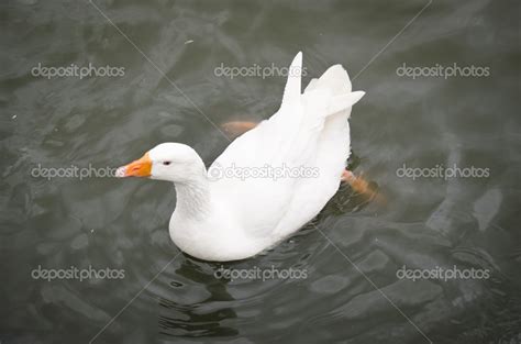 White Duck Stock Photo By ©gabylya89 45101385