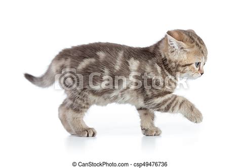 Afraid Kitten Cat Side View Isolated On White Canstock