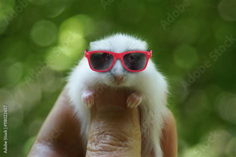 Hamster With Sunglasses Stock Photo Adobe Stock