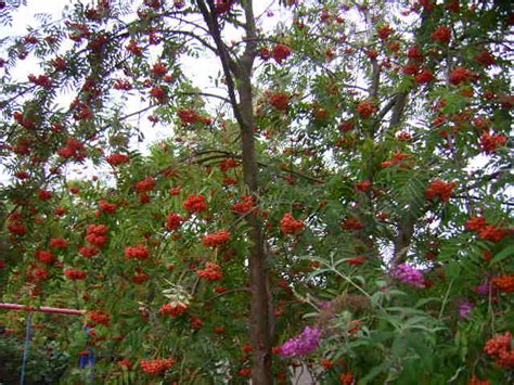 Maybe you would like to learn more about one of these? Vogelschutz im Garten | Helgas Garten