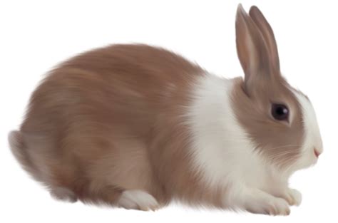 Brown Rabbit Free Clipart Gallery Yopriceville High