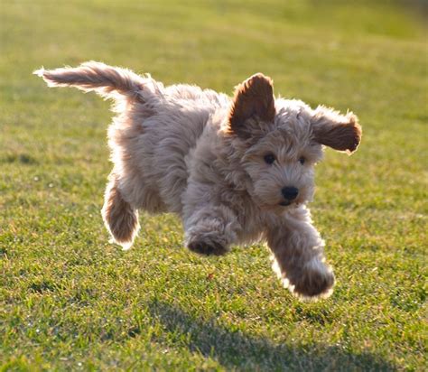 Teacup puppies for sale, teacup, tiny toy and miniature puppies for adoption and rescue from ohio, oh. Labradoodle Puppies for Sale, This Breed Gives the Best ...