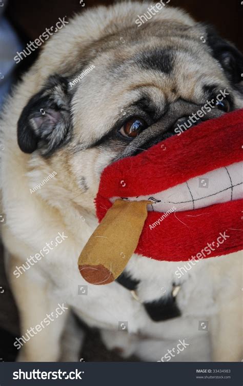 Dog With Big Lips Smoking A Cigar Stock Photo 33434983 Shutterstock