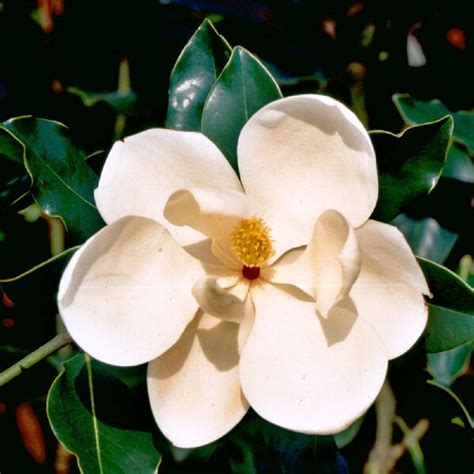 Little Gem Magnolia White Blooming Dwarf Evergreen Tree 7 Gal