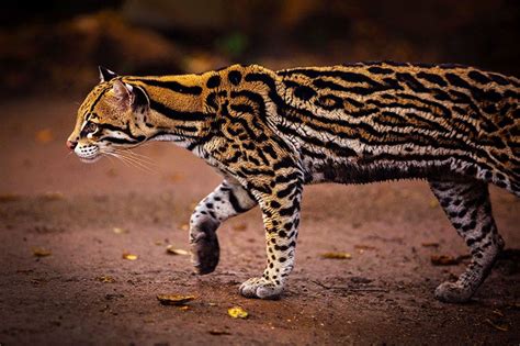 19 Rare Wild Cat Species Top13