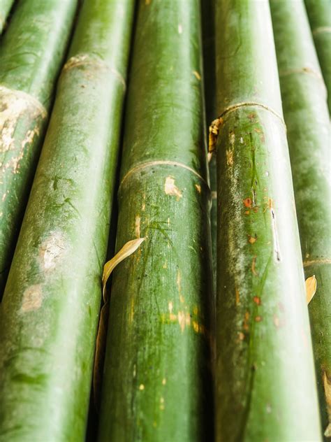 Bamboo Forest Nature Background Free Stock Photo Public Domain Pictures