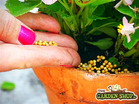 Guide To Choosing The Right Feeds Fertilisers For Your Garden Plants