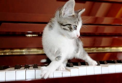 My Cat Plays Piano Really Does Your Cat Have Musical