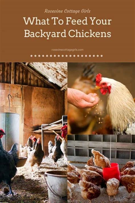 What To Feed Chickens The Dos And Donts Of Feeding Your Flock