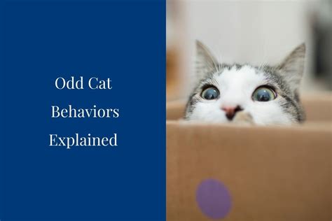 Odd Cat Behaviors Explained Blog