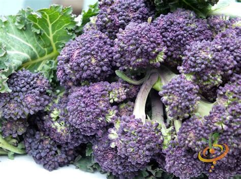 Broccoli Varieties Types Of Broccoli Varieties Of Broccoli